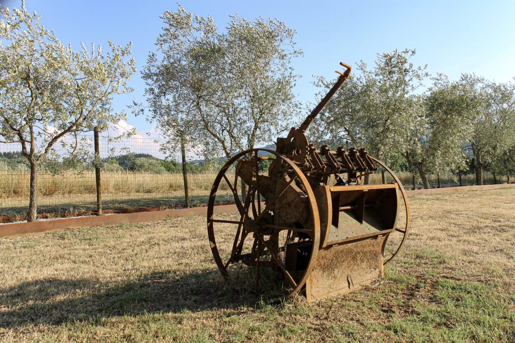 Attrezzo agricolo d'epoca tra gli olivi del podere