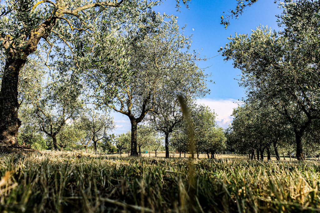 Il campo del podere circondato dagli olivi