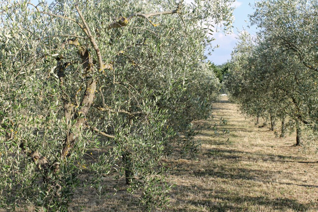 La chioma argentata di un olivo contro il cielo
