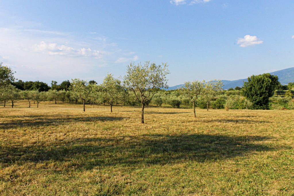 Le colline del Valdarno viste dal podere