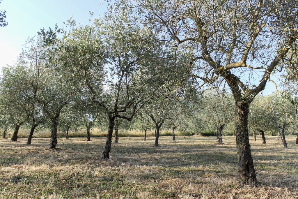 Un filare di olivi nell'oliveto della Magione