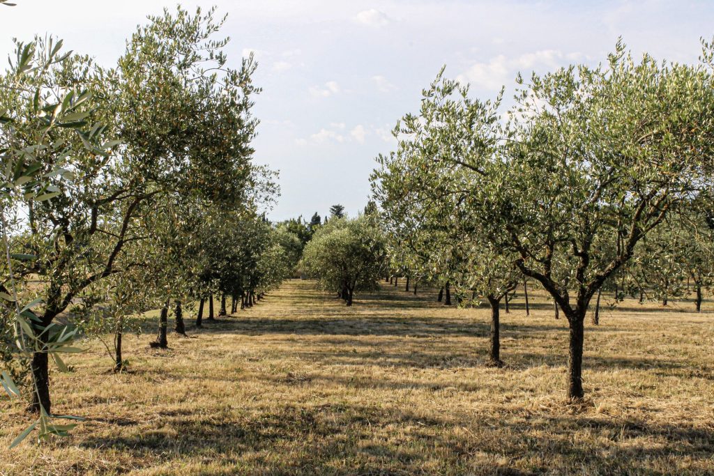 I filari di olivi del podere di Loppiano