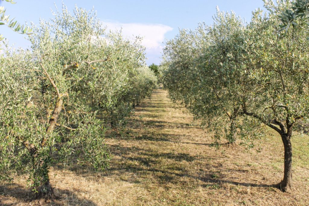 I filari dell'oliveto nella luce dell'estate
