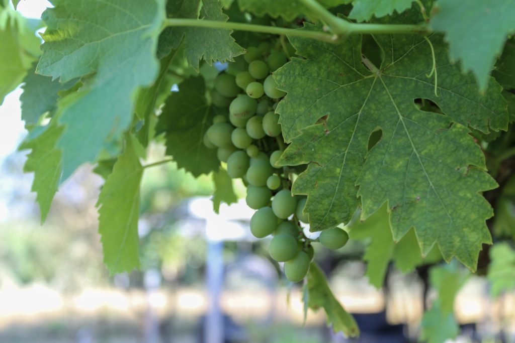 Grappoli d'uva sul pergolato del podere