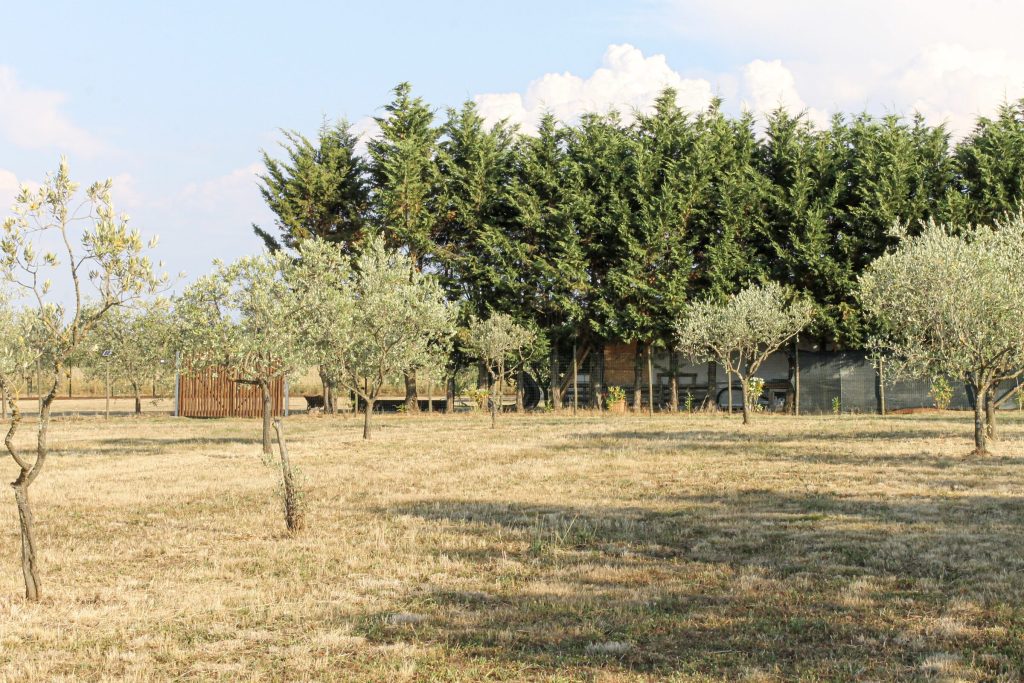 Il podere della Magione di Loppiano tra gli olivi