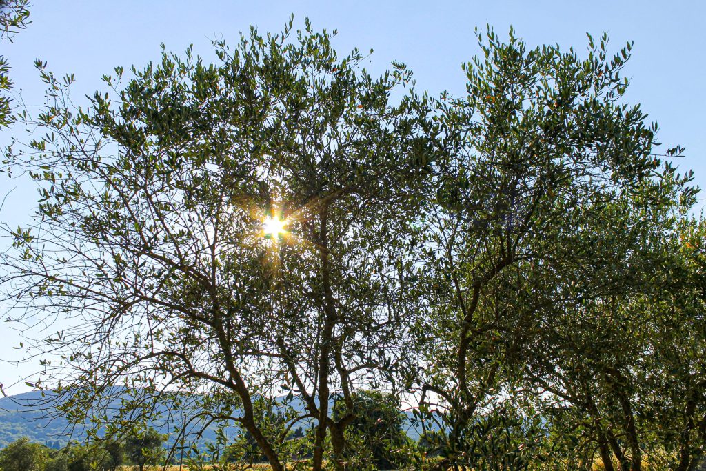 La luce del sole filtra tra le foglie degli olivi