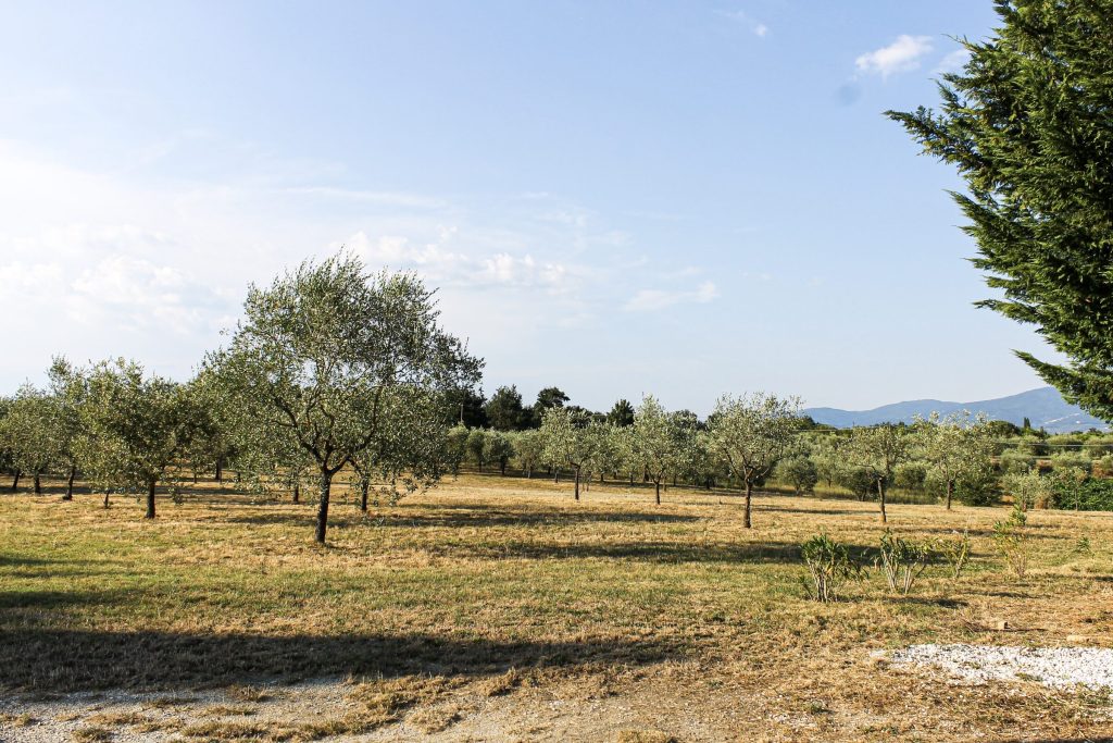 L'oliveto della Magione di Loppiano al tramonto