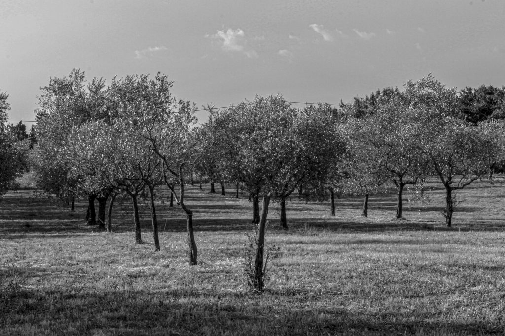 L'oliveto del podere in bianco e nero