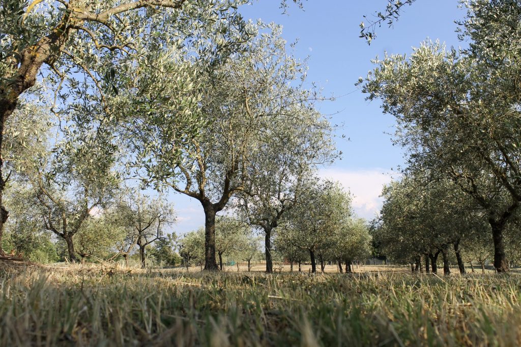L'oliveto nella luce dorata del pomeriggio