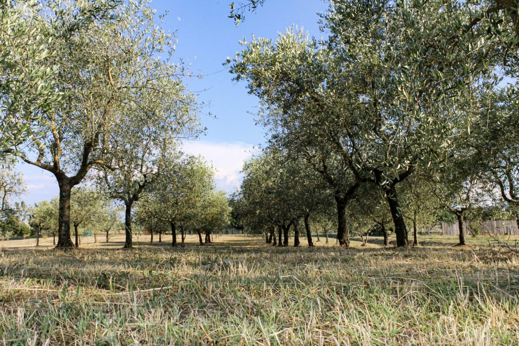 L'oliveto e il campo del podere di Loppiano