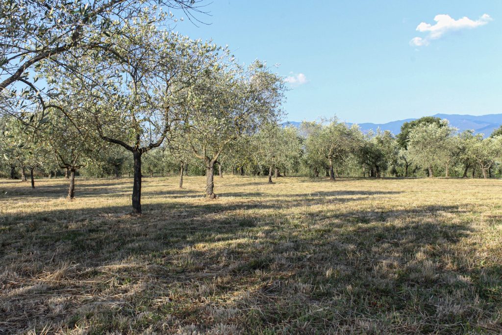 L'oliveto e le colline del Valdarno