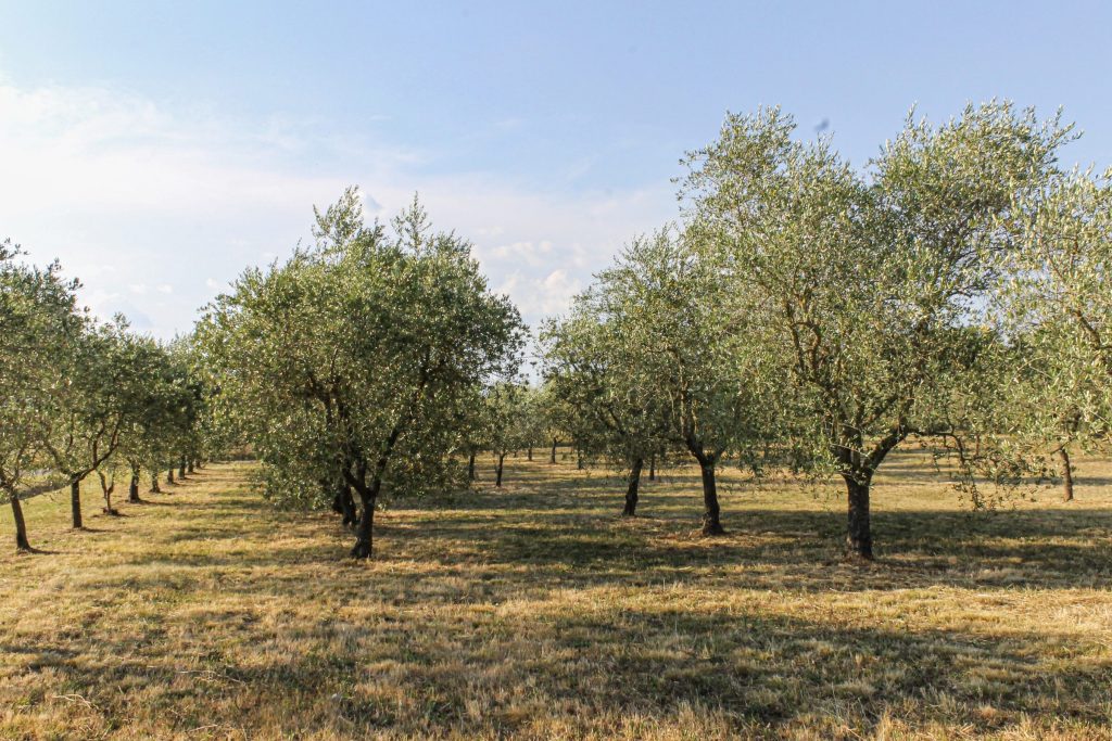 L'oliveto della Magione nella stagione estiva