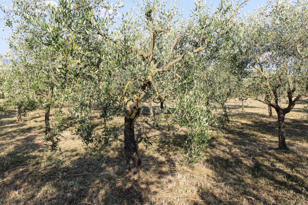L'oliveto sulle colline di Loppiano