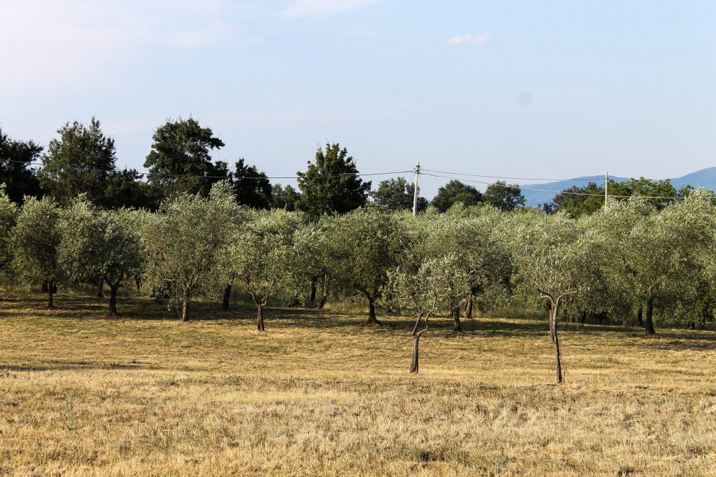 Veduta panoramica dell'oliveto del podere