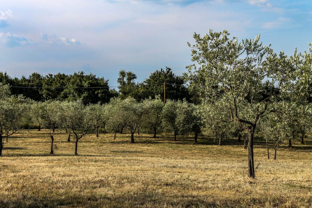 L'oliveto che si apre verso il bosco