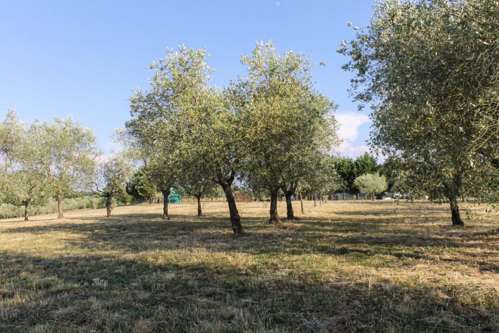 L'oliveto che degrada verso la valle dell'Arno