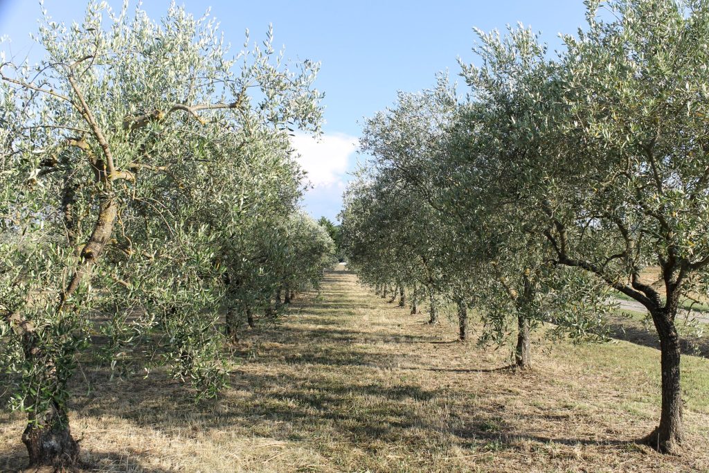 Gli olivi del podere nella luce piena del sole