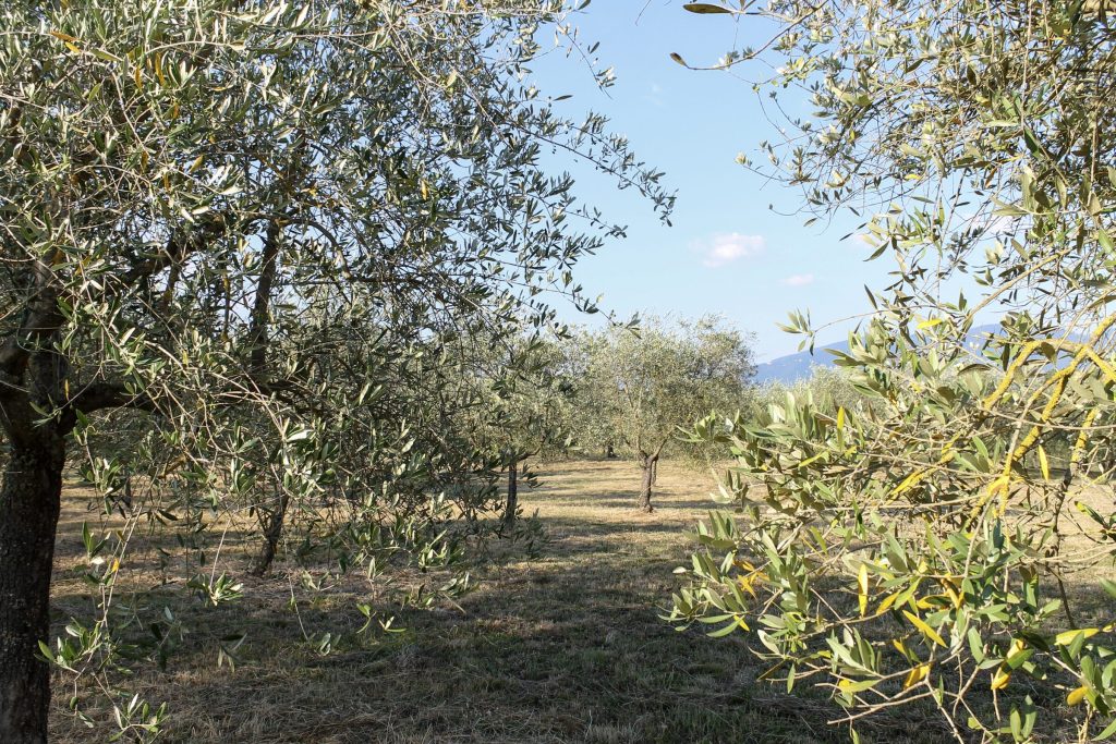 Gli olivi della Magione in controluce
