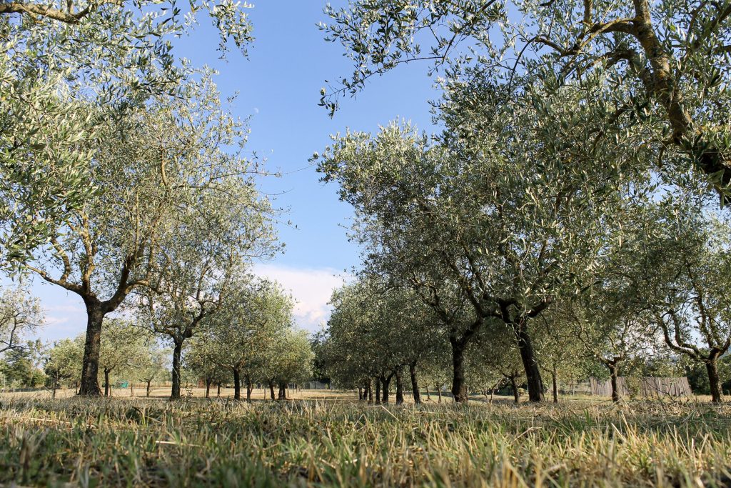 Le chiome degli olivi contro il cielo del Valdarno