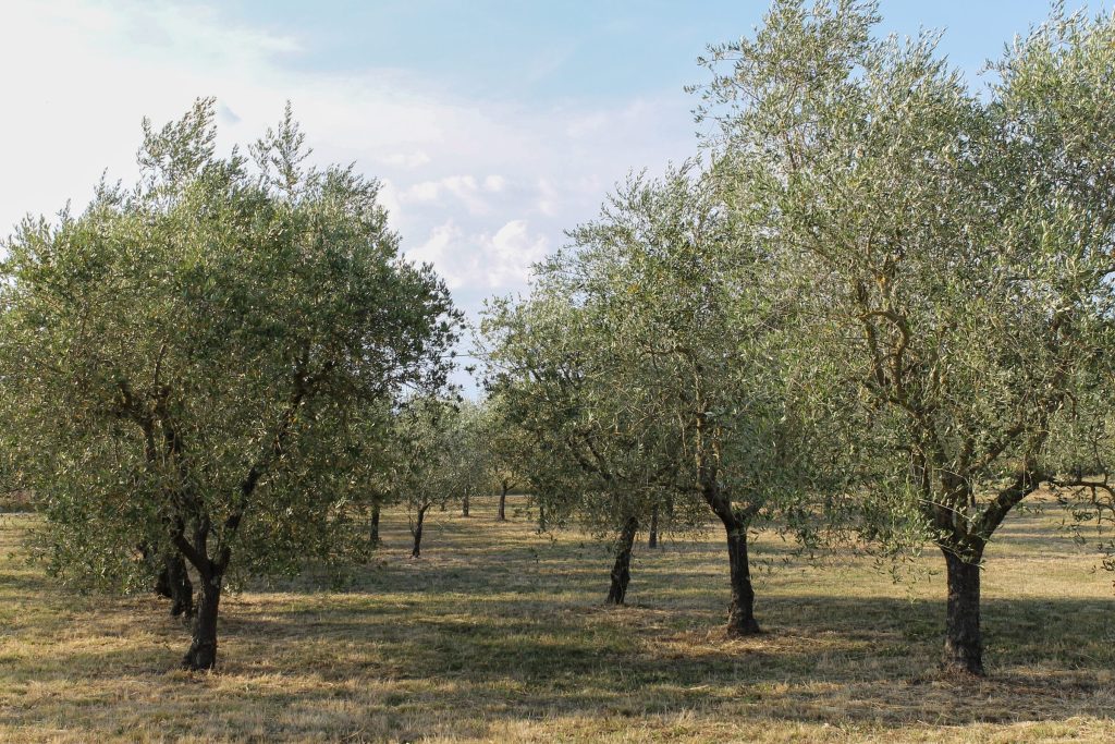 Gli olivi secolari della Magione di Loppiano