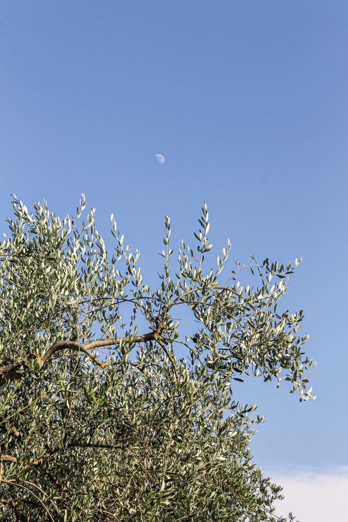 Un olivo si staglia contro il cielo azzurro