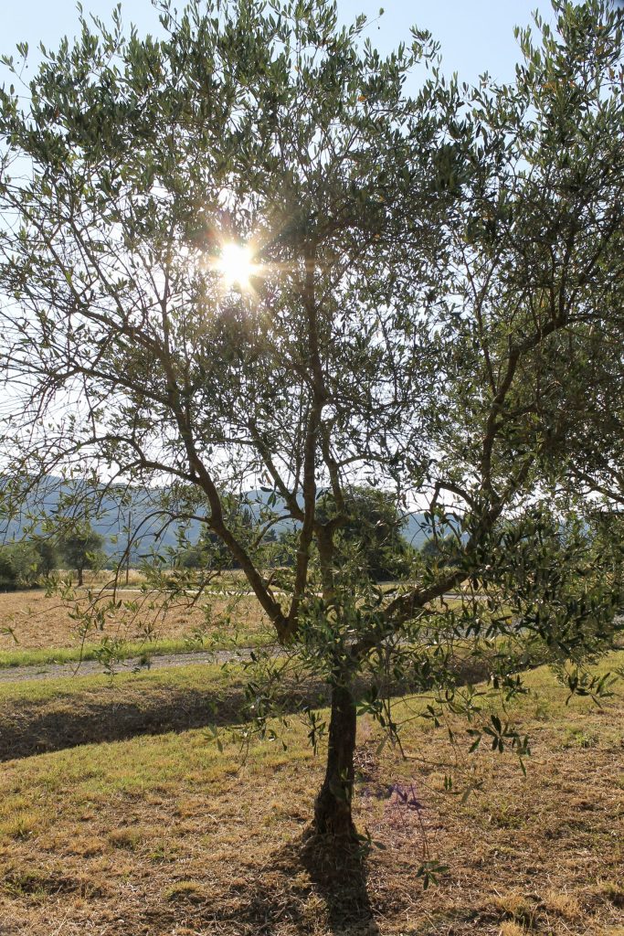 Il sole tra i rami di un olivo del podere