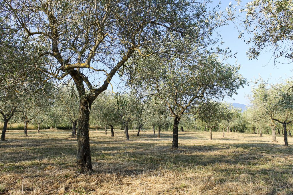 Un olivo maestoso nell'oliveto della Magione