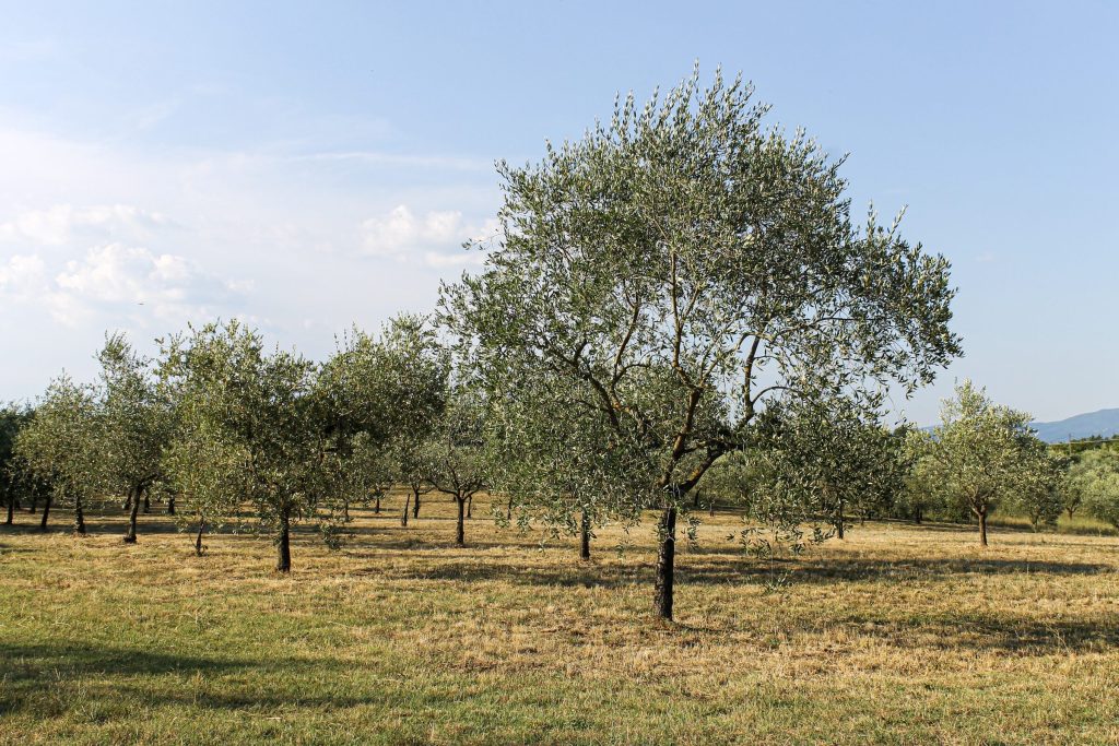 Un olivo solitario nel campo del podere