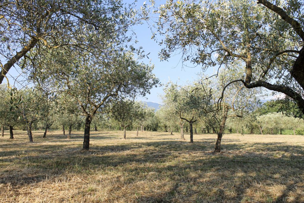 Le ombre degli olivi sul terreno dell'oliveto