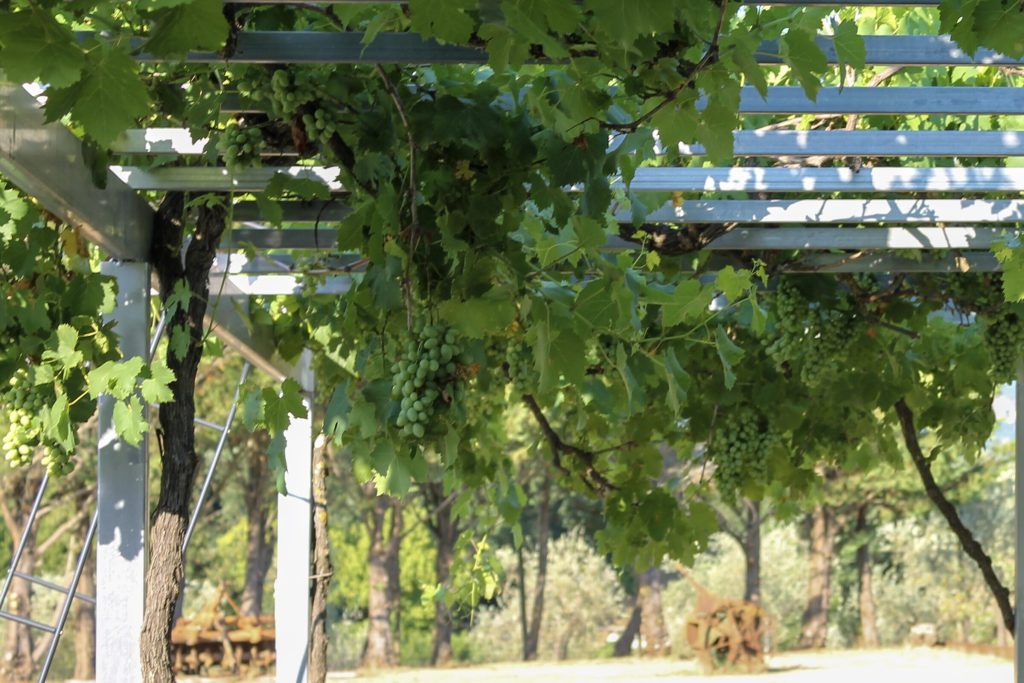 Il pergolato di uva del podere