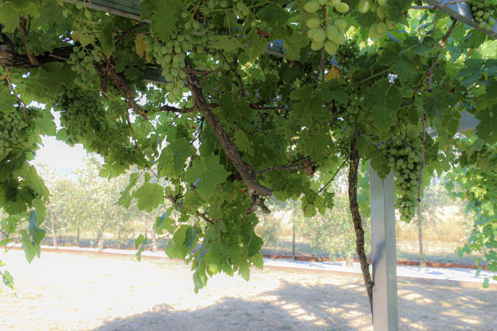 Il pergolato verde all'ingresso del podere
