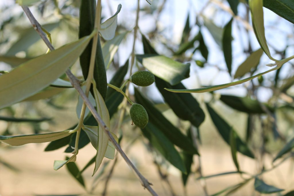 I rami di un olivo carichi di foglie