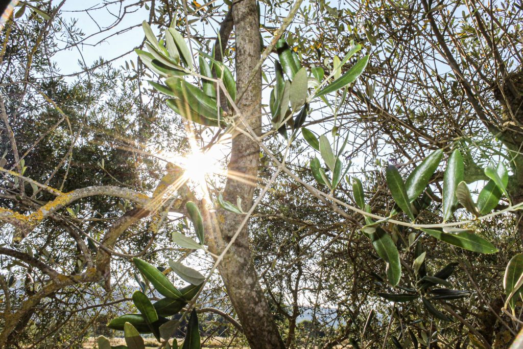 Il sole che splende tra le foglie di un olivo