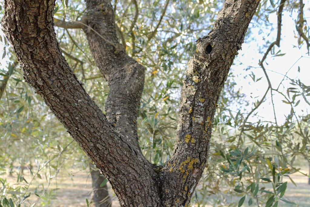 Il tronco nodoso di un olivo secolare