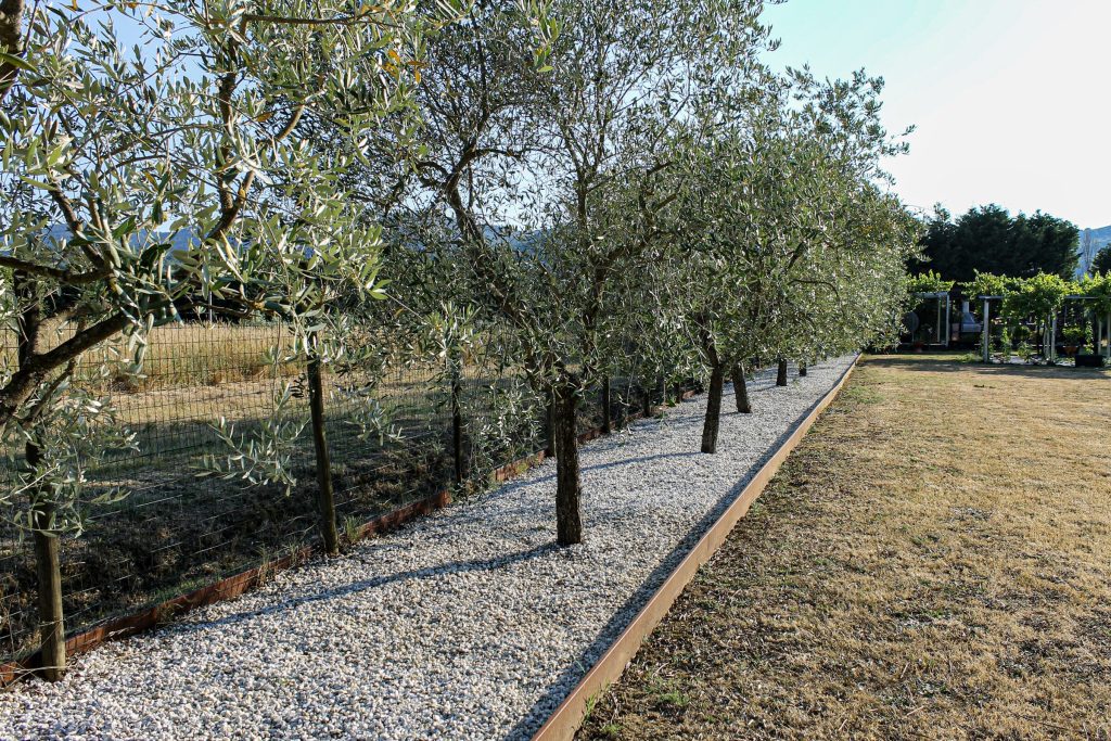 Il viale di accesso al podere della Magione