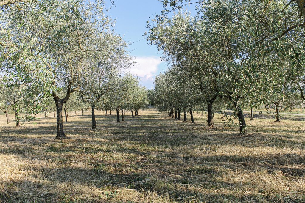 Il viale fiancheggiato dagli olivi